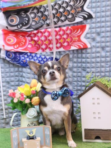 20230521メルくん